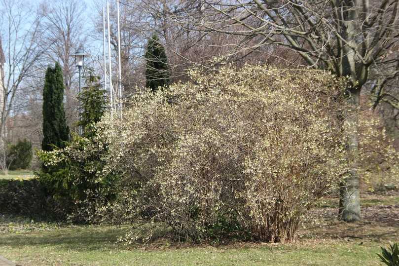 Die Winter-Duft-Heckenkirsche (Lonicera x purpusii) sollte in keiner Gartenanlage fehlen. | Foto: Gerd Reidenbach Die Winter-Duft-Heckenkirsche (Lonicera x purpusii) sollte in keiner Gartenanlage fehlen. | Foto: Gerd Reidenbach