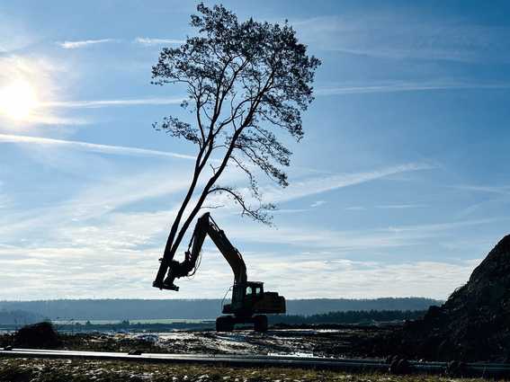 1.200 gefällte Bäume in einer Woche