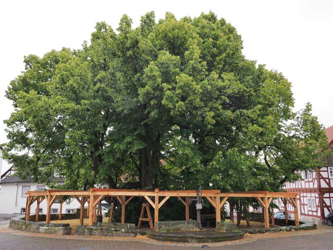 Wenn der älteste Baum viel jünger ist Wenn der älteste Baum viel jünger ist