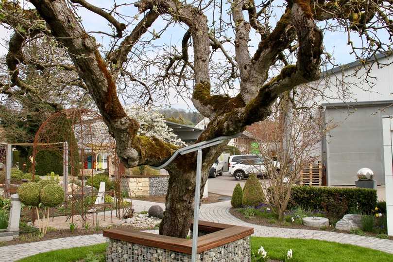 Baumveteran im Firmengarten der Bullinger Gartengestaltung in Donauwörth. | Foto: bs Baumveteran im Firmengarten der Bullinger Gartengestaltung in Donauwörth. | Foto: bs