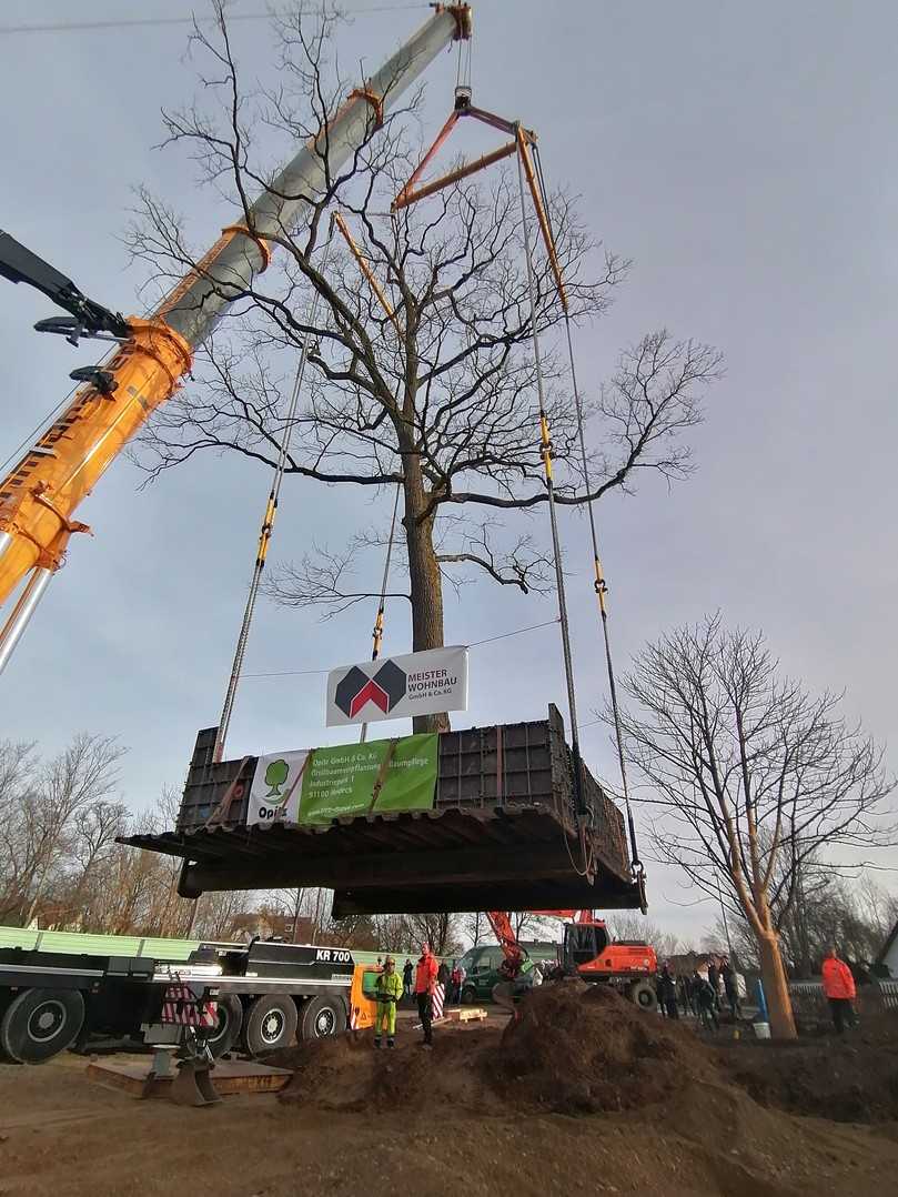 Nach eingehender Vorbereitung wird die 100-jährige Eiche mit geeigneter Technik an ihren neuen Standort versetzt. | Foto: Meister Wohnbau Nach eingehender Vorbereitung wird die 100-jährige Eiche mit geeigneter Technik an ihren neuen Standort versetzt. | Foto: Meister Wohnbau