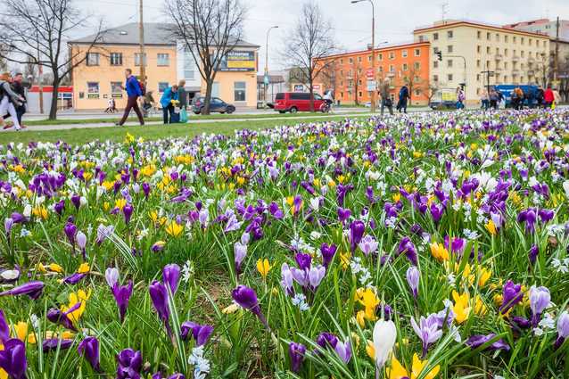 Blütenpracht selbst ohne großen Maschinenpark