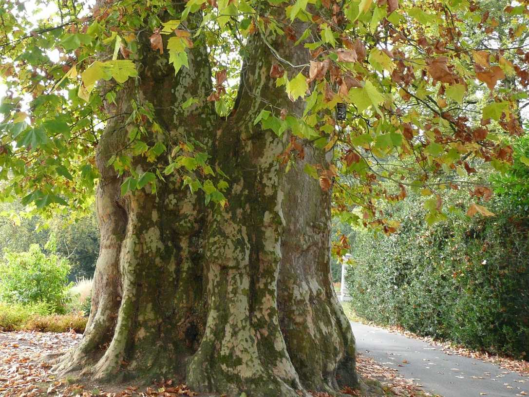 Uralt-Baum Uralt-Baum
