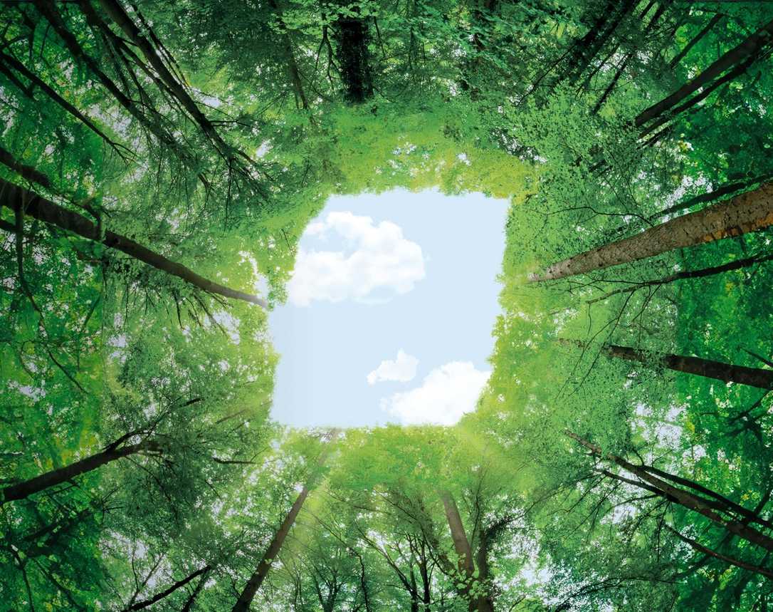 BKT produziert Reifen nachhaltig mit Naturkautschuk-Initiative GPSNR BKT produziert Reifen nachhaltig mit Naturkautschuk-Initiative GPSNR