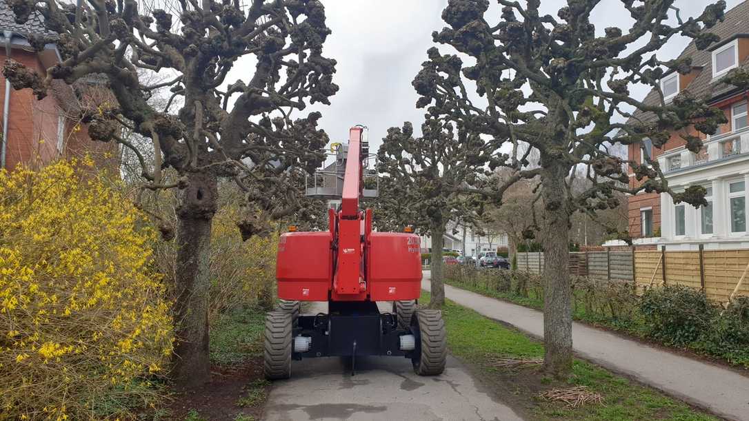 Baumpflege im Frühjahr für Ahorn, Linde, Platane nach ZTV Baumpflege im Frühjahr für Ahorn, Linde, Platane nach ZTV