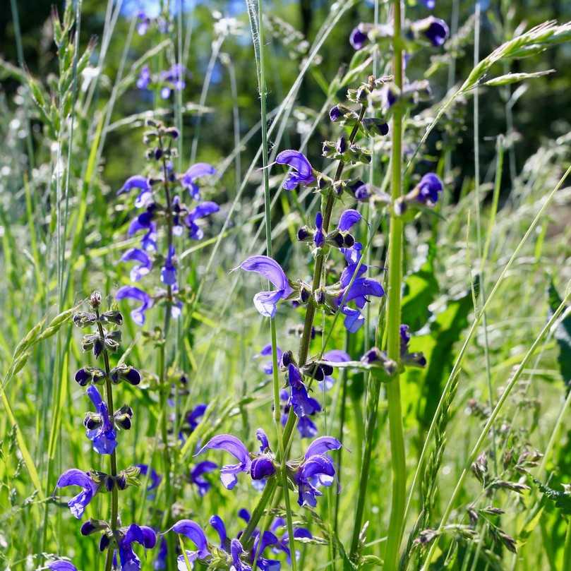 Mit bis zu 50 verschiedenen Pflanzenarten soll die Nektarweide ein ausgewogenes Nahrungsangebot für Bienen anbieten – und Gartenbesitzer mit einer abwechslungsreichen Optik begeistern, die sich im Jahresverlauf je nach Blühphase verändert. | Foto: Schwab Mit bis zu 50 verschiedenen Pflanzenarten soll die Nektarweide ein ausgewogenes Nahrungsangebot für Bienen anbieten – und Gartenbesitzer mit einer abwechslungsreichen Optik begeistern, die sich im Jahresverlauf je nach Blühphase verändert. | Foto: Schwab