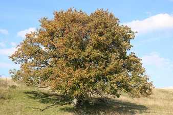 Baum des Jahres 2024