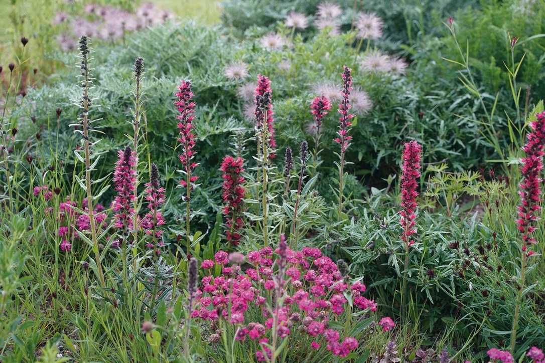 Tipp vom Experten bei Trockenheit: Garten anpassen an den Klimawandel Tipp vom Experten bei Trockenheit: Garten anpassen an den Klimawandel