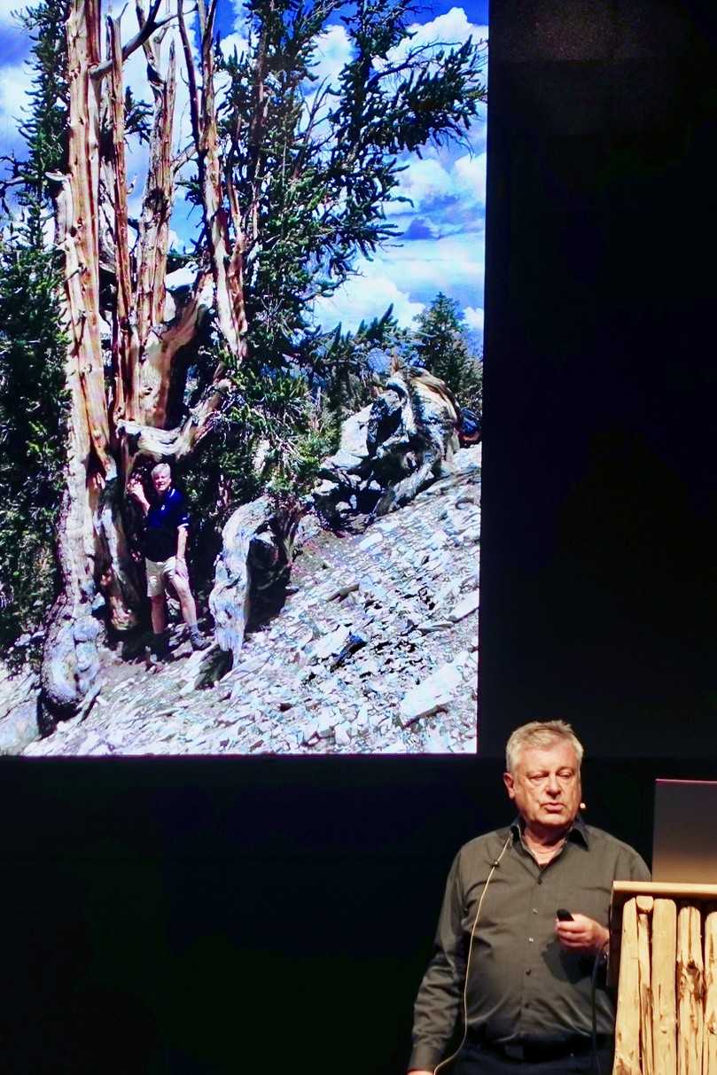 Im Kletterforum problematisierte Dr. Dujesiefken in seinem Vortrag die Ziele in der Uraltbaumpflege. Der 4800 Jahre alte Baum auf Teneriffa ist zwar nicht perfekt, dennoch empfinden wir ihn als schön. | Foto: bs Im Kletterforum problematisierte Dr. Dujesiefken in seinem Vortrag die Ziele in der Uraltbaumpflege. Der 4800 Jahre alte Baum auf Teneriffa ist zwar nicht perfekt, dennoch empfinden wir ihn als schön. | Foto: bs