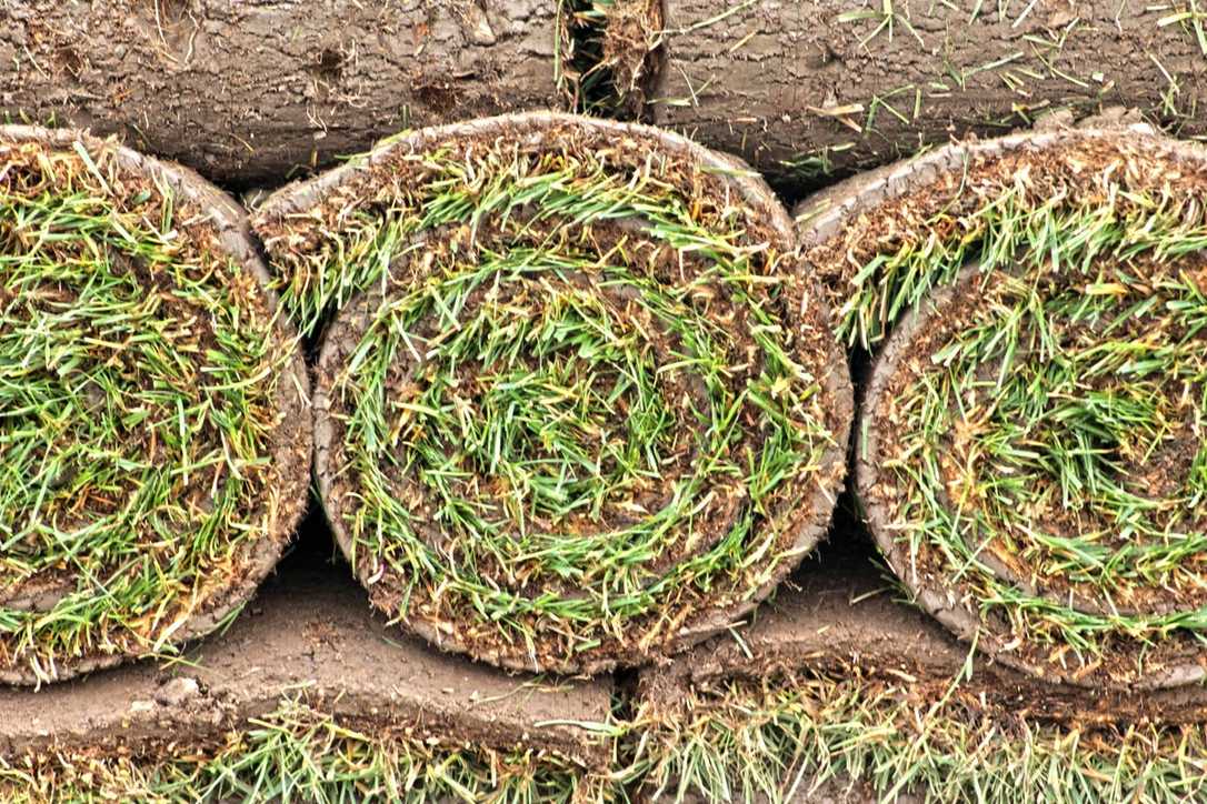 Dieser Rasen übersteht Trockenzeiten ohne Wasser Dieser Rasen übersteht Trockenzeiten ohne Wasser