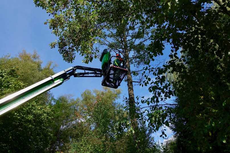 Der Arbeitskorb ist um 40 Grad nach jeder Seite schwenkbar. Dadurch hatte Tobias Albert immer eine ideale Position für die Entastungsarbeiten. | Foto: BI/Bauer Der Arbeitskorb ist um 40 Grad nach jeder Seite schwenkbar. Dadurch hatte Tobias Albert immer eine ideale Position für die Entastungsarbeiten. | Foto: BI/Bauer