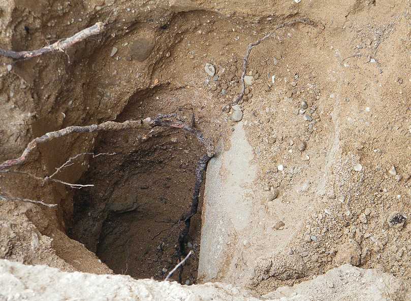 Wurzeln an einer Fernwärmeleitung | Foto: IKT Wurzeln an einer Fernwärmeleitung | Foto: IKT