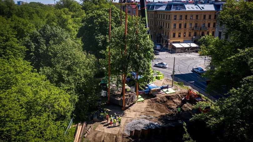 Verpflanzung eines Größtbaums. | Foto: Opitz Verpflanzung eines Größtbaums. | Foto: Opitz