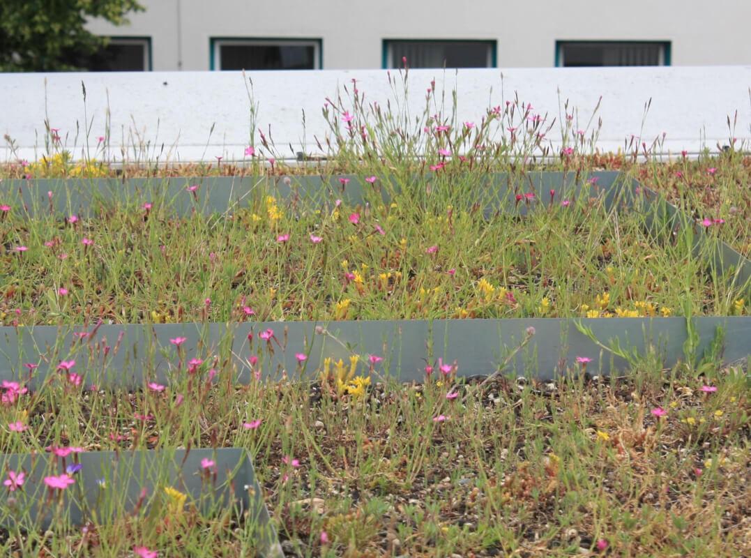 Das Campusdach zeigt einen Blühaspekt, welcher sich auf dem Lütvogt-Dach auch einstellen dürfte: zum Beispiel mit dem Rosa der Heidenelke und dem Gelb des Scharfen Mauerpfeffer. | Foto: Daniel Jeschke, Hochschule Osnabrück Das Campusdach zeigt einen Blühaspekt, welcher sich auf dem Lütvogt-Dach auch einstellen dürfte: zum Beispiel mit dem Rosa der Heidenelke und dem Gelb des Scharfen Mauerpfeffer. | Foto: Daniel Jeschke, Hochschule Osnabrück
