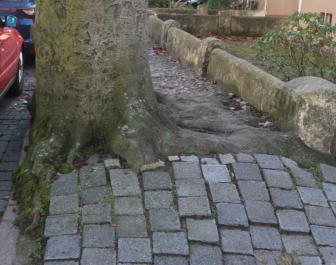 Neuartiges Eichensterben ist Thema auf den Baumpflegetagen 2025 Neuartiges Eichensterben ist Thema auf den Baumpflegetagen 2025