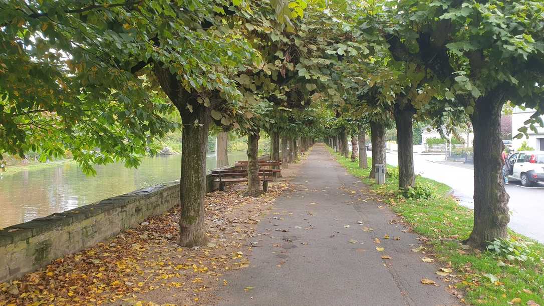 Tag der Allee: Leitfaden soll Bestand sichern Tag der Allee: Leitfaden soll Bestand sichern