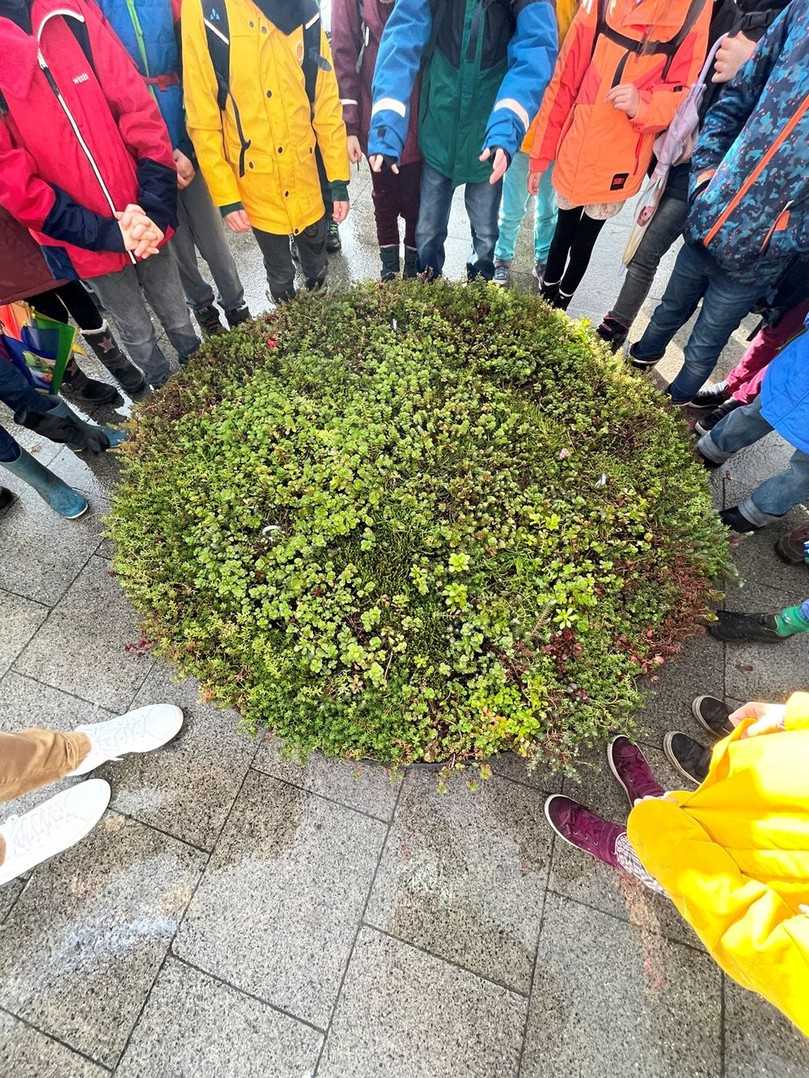 Bis zu zwölf verschiedene Sedum-Arten werden auf den jeweils rund zwei Quadratmeter großen Litfaßsäulendeckeln gepflanzt | Foto: Alexandra Brecht/Landeshauptstadt Kiel. Bis zu zwölf verschiedene Sedum-Arten werden auf den jeweils rund zwei Quadratmeter großen Litfaßsäulendeckeln gepflanzt | Foto: Alexandra Brecht/Landeshauptstadt Kiel.