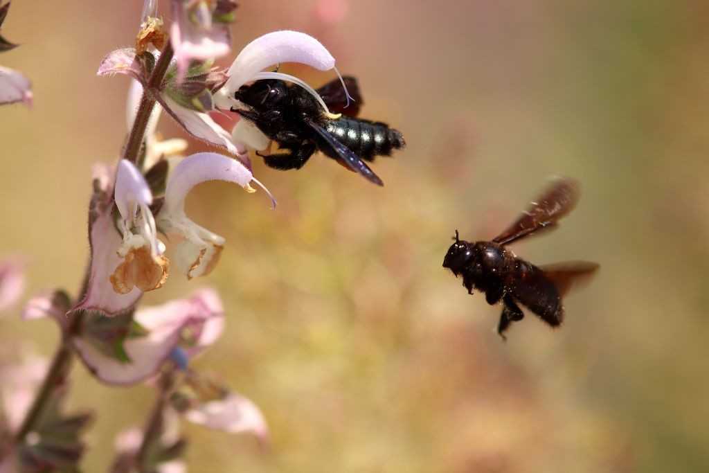 Projekt "Urbane Biodiversität" - Blüten für Bestäuber Projekt "Urbane Biodiversität" - Blüten für Bestäuber
