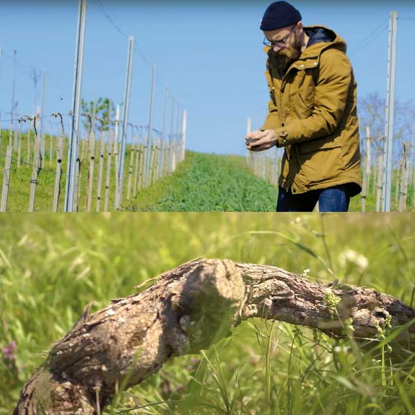 klimafarmer-Geschäftsführer Ron Richter bei der Überprüfung der Bodenqualität im Weingut. | Foto: klimafarmer GmbH klimafarmer-Geschäftsführer Ron Richter bei der Überprüfung der Bodenqualität im Weingut. | Foto: klimafarmer GmbH