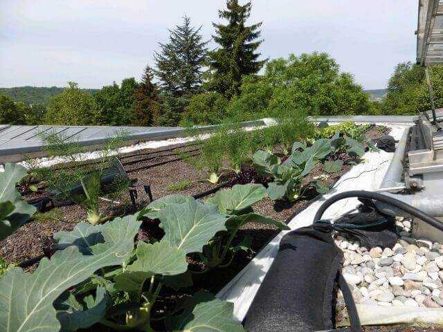 Auf einer ehemaligen extensiven Dachbegrünung wurde Schnittsalat in Mischkultur neben Fenchel und Kohlrabi kultiviert. Auf einer ehemaligen extensiven Dachbegrünung wurde Schnittsalat in Mischkultur neben Fenchel und Kohlrabi kultiviert.