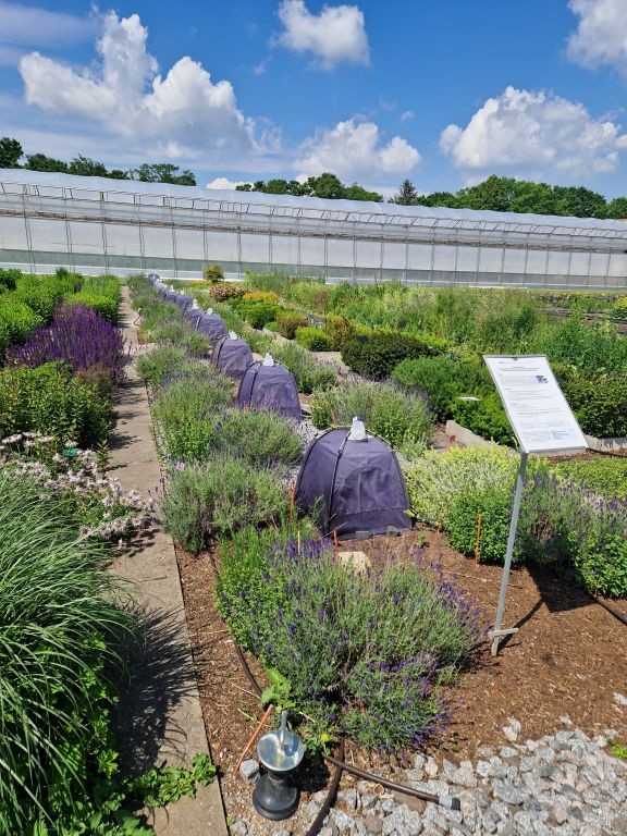 Mulchversuch auf dem Gelände der LVG Heidelberg im Mai 2024 mit aufgestellten Bodenemergenzfallen. Je drei Flächen mit einer Mulchschicht aus Granitsplitt, Estrichsand und Gartenfaser und drei Flächen ohne Mulchschicht. | Foto: LVG Heidelberg und LAB Hohenheim Mulchversuch auf dem Gelände der LVG Heidelberg im Mai 2024 mit aufgestellten Bodenemergenzfallen. Je drei Flächen mit einer Mulchschicht aus Granitsplitt, Estrichsand und Gartenfaser und drei Flächen ohne Mulchschicht. | Foto: LVG Heidelberg und LAB Hohenheim