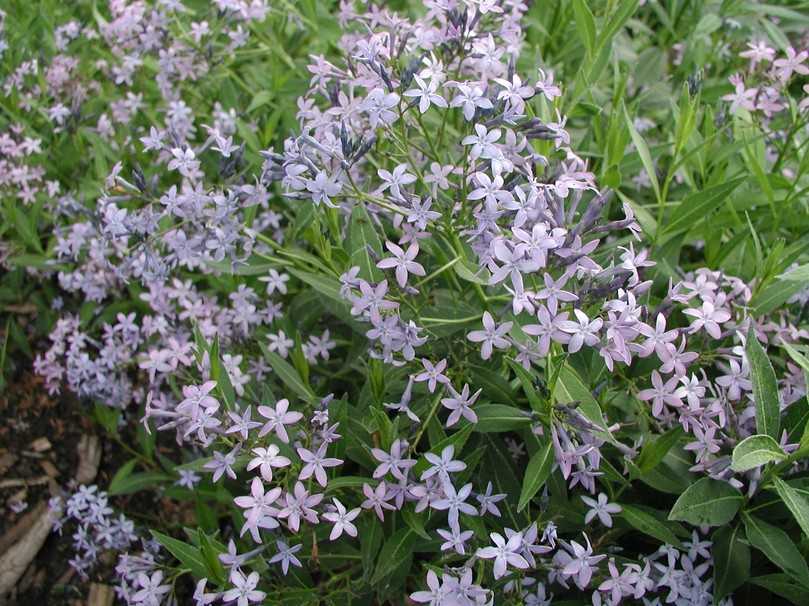 Vom Spätfrühling bis zum Spätsommer zieren zahlreiche kleine violettblaue Sternchen den Blausternbusch Amsonia orientalis. | Foto: Staudengärtnerei Gaißmayer Vom Spätfrühling bis zum Spätsommer zieren zahlreiche kleine violettblaue Sternchen den Blausternbusch Amsonia orientalis. | Foto: Staudengärtnerei Gaißmayer