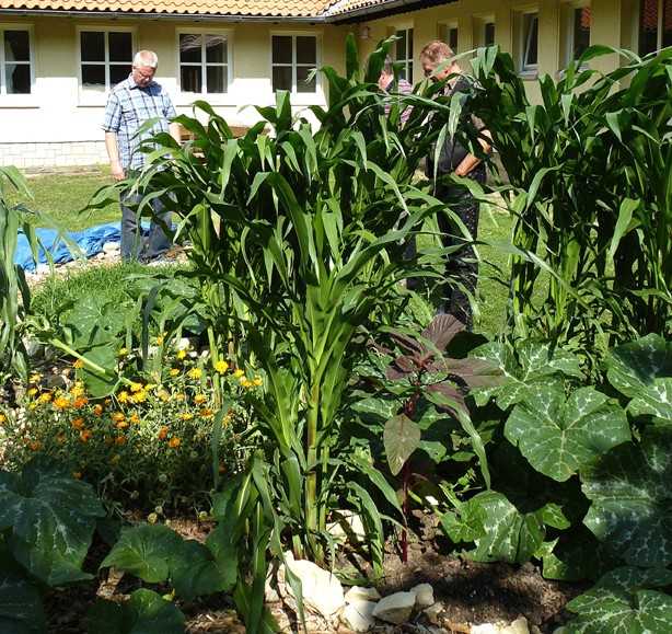 Projekt im Landkreis Hameln-Pyrmont: "Landkreis-Grünschnitt zu Terra Preta" Projekt im Landkreis Hameln-Pyrmont: "Landkreis-Grünschnitt zu Terra Preta"