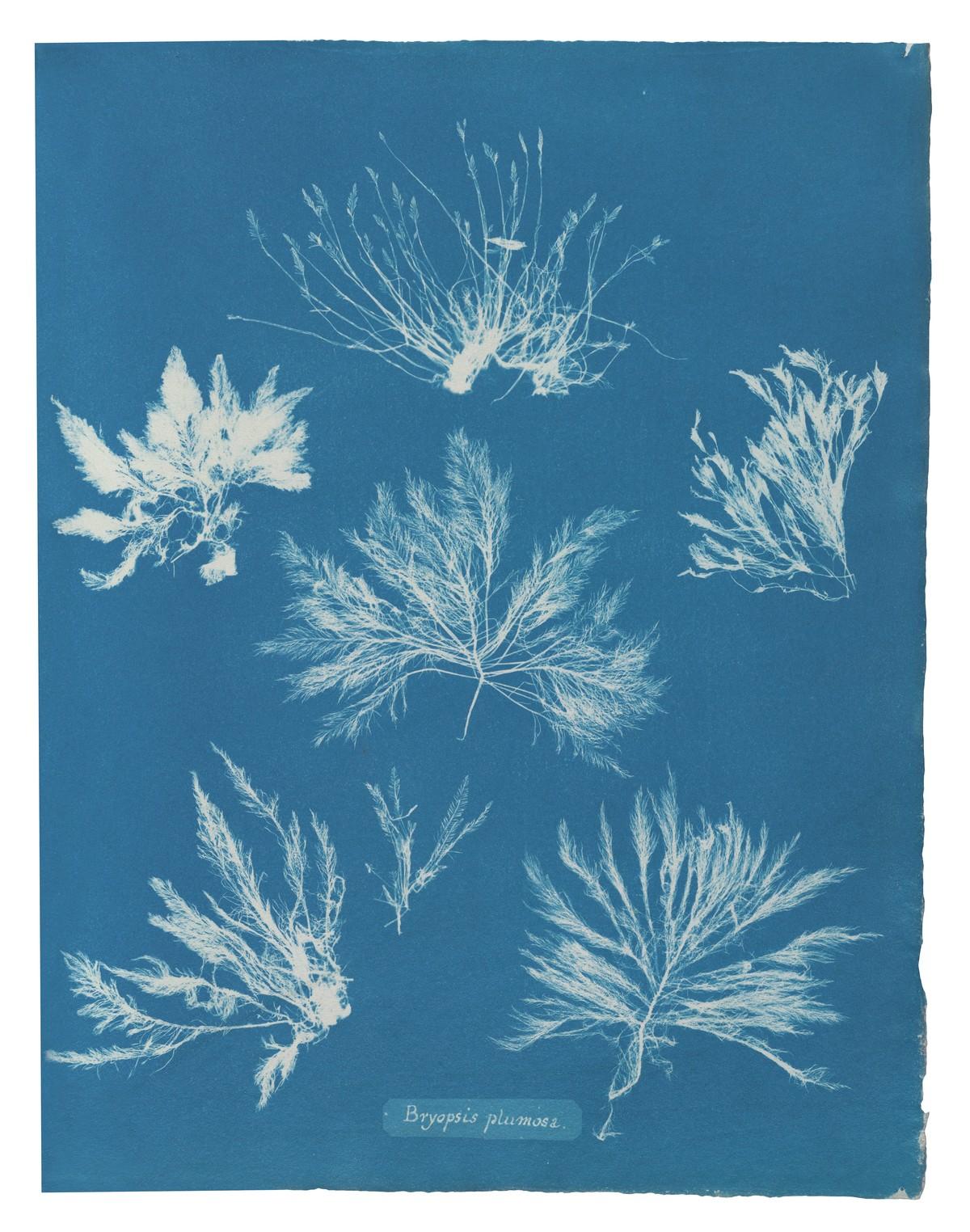 Die unnachahmlichen Cyanotypie-Fotogramme von Algen und Farnen, die Atkins anfertigte, bilden die ersten Bücher mit Fotografien. | Foto: TASCHEN / New York Public Library