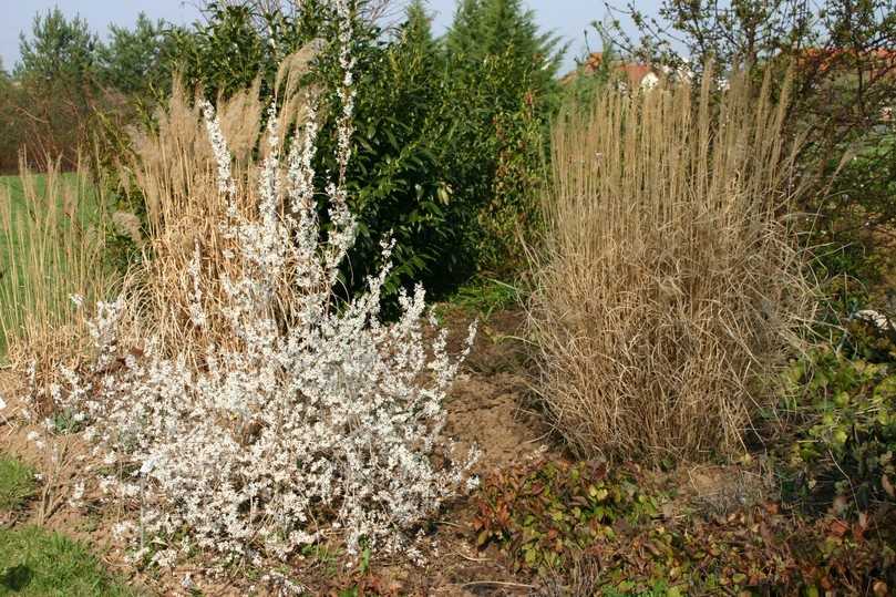 Die Schneeforsythie (Abeliophyllum distichum) ist ein kleines Juwel des Vorfrühlings. | Foto: Gerd Reidenbach Die Schneeforsythie (Abeliophyllum distichum) ist ein kleines Juwel des Vorfrühlings. | Foto: Gerd Reidenbach