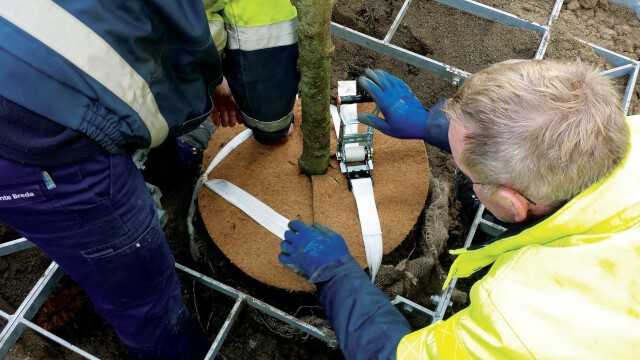 „Treelock Bio“ ist die erste Unterflurverankerung mit biologisch abbaubarem Gurtbandmaterial, das eigens für den speziellen Einsatz im Boden modifiziert wurde. Die Verankerung ist bei Gefa jetzt über Bäume mit einem Stammumfang von 35 cm hinaus, auch für Umfänge von 25 cm erhältlich. „Treelock Bio“ ist die erste Unterflurverankerung mit biologisch abbaubarem Gurtbandmaterial, das eigens für den speziellen Einsatz im Boden modifiziert wurde. Die Verankerung ist bei Gefa jetzt über Bäume mit einem Stammumfang von 35 cm hinaus, auch für Umfänge von 25 cm erhältlich.