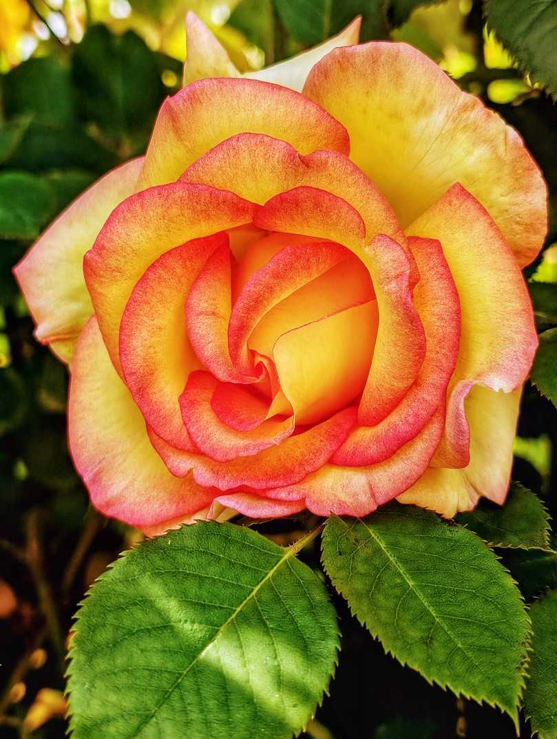 Ein unvergessliches Erlebnis, das die Faszination für die Rose noch weiter steigern soll. | Foto: Landesgartenschau Bad Dürrenberg Ein unvergessliches Erlebnis, das die Faszination für die Rose noch weiter steigern soll. | Foto: Landesgartenschau Bad Dürrenberg