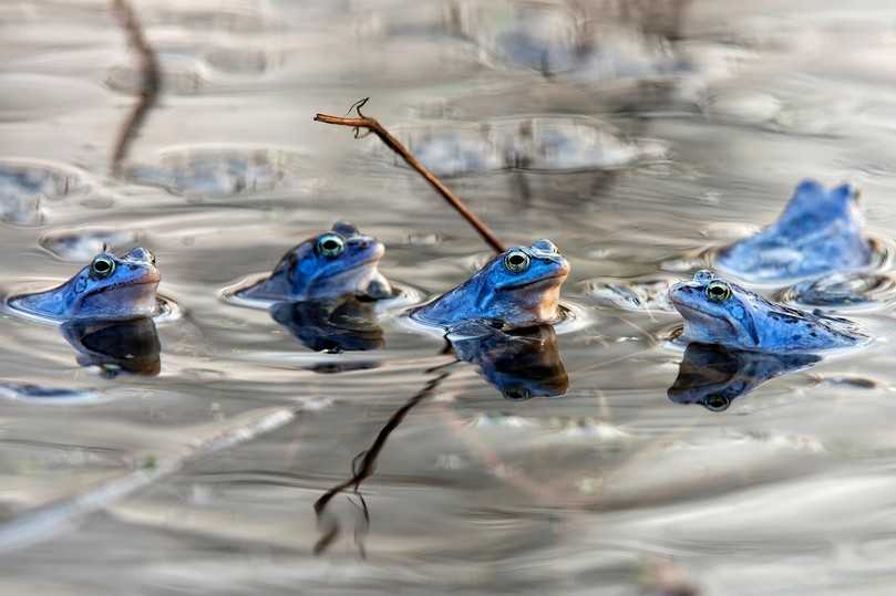 Die Männchen sind zeitweise ganz schön blau: Um den Moorfrosch geht es am Samstag auf der Landesgartenschau in Wangen. | Foto: AdobeStock Die Männchen sind zeitweise ganz schön blau: Um den Moorfrosch geht es am Samstag auf der Landesgartenschau in Wangen. | Foto: AdobeStock