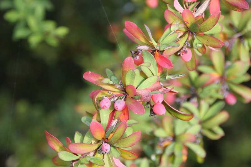Korallenrote Beeren und eine schöne Herbstfärbung zeichnen die Prachberberitze (Berberis x rubrostilla 'Autumn Beauty') aus. | Foto: Gerd Reidenbach Korallenrote Beeren und eine schöne Herbstfärbung zeichnen die Prachberberitze (Berberis x rubrostilla 'Autumn Beauty') aus. | Foto: Gerd Reidenbach