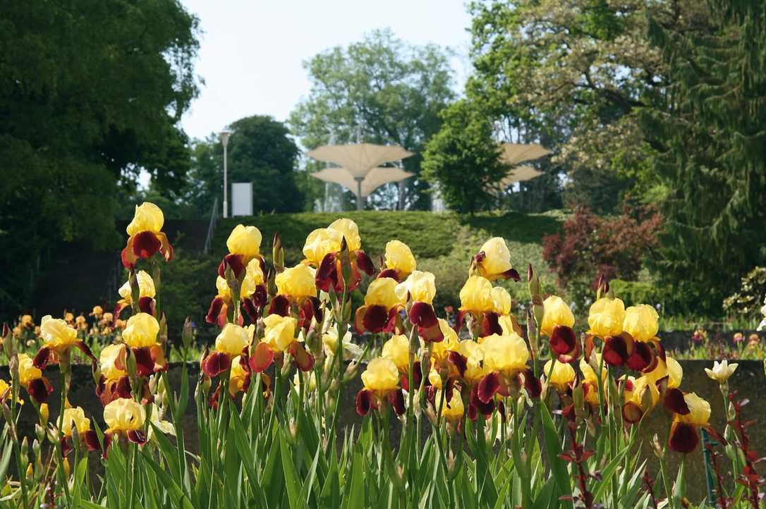2021 wird ein Jahr großer Garten-Events 2021 wird ein Jahr großer Garten-Events