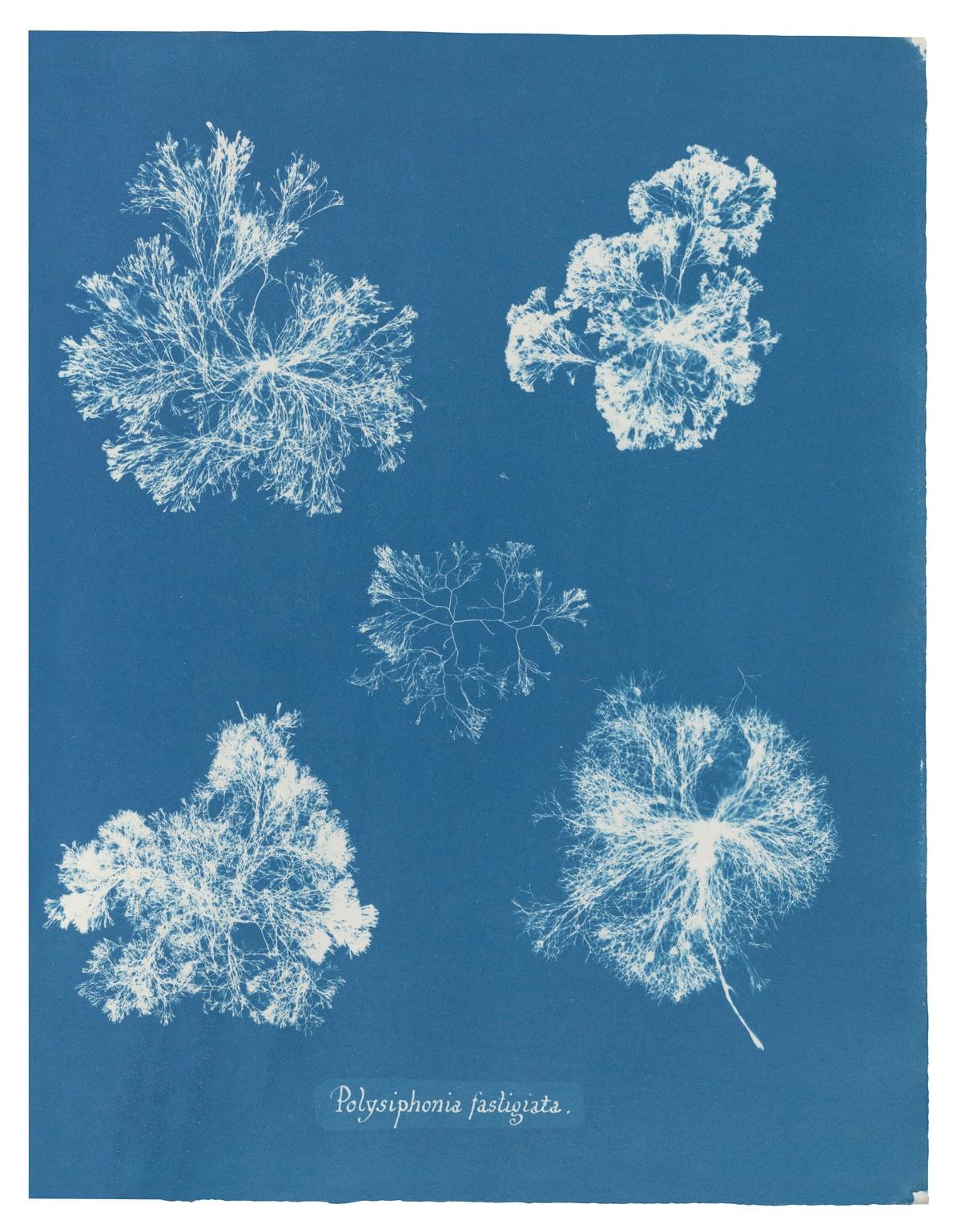 Die unnachahmlichen Cyanotypie-Fotogramme von Algen und Farnen, die Atkins anfertigte, bilden die ersten Bücher mit Fotografien. | Foto: TASCHEN / New York Public Library