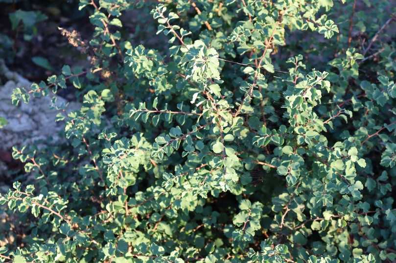 Typisch für die Weiße Zwergspiere (Spiraea trilobata) ist das dreilappige Blatt. | Foto: Gerd Reidenbach Typisch für die Weiße Zwergspiere (Spiraea trilobata) ist das dreilappige Blatt. | Foto: Gerd Reidenbach