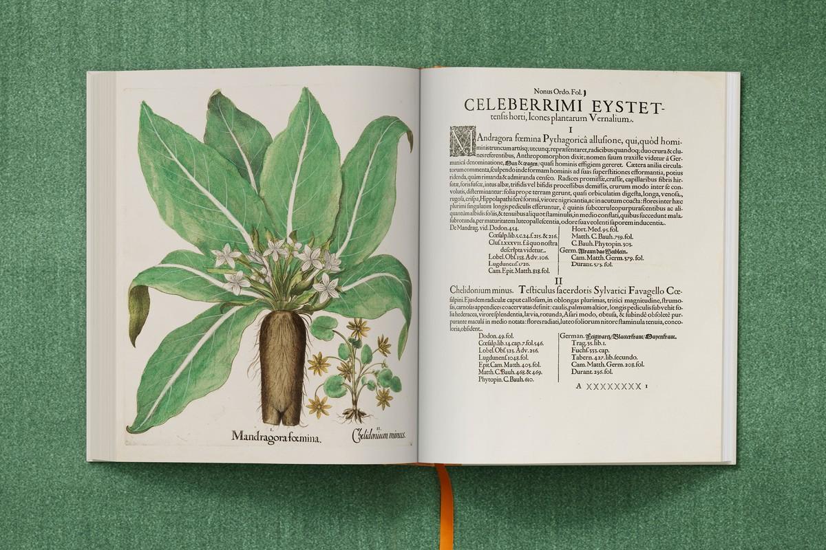 Alraune, Scharbockskraut | Foto: TASCHEN / Bibliothek des Bischöflichen Seminars Eichstätt/Universitätsbibliothek