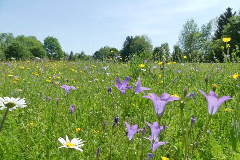 Schon Ende Mai blühen Glockenblume und Margerite auf der acht Jahre alten Wiese am Abschlag von Bahn 6 auf dem Golfplatz Wörthsee. | Foto: Claudia Ruhdorfer Schon Ende Mai blühen Glockenblume und Margerite auf der acht Jahre alten Wiese am Abschlag von Bahn 6 auf dem Golfplatz Wörthsee. | Foto: Claudia Ruhdorfer