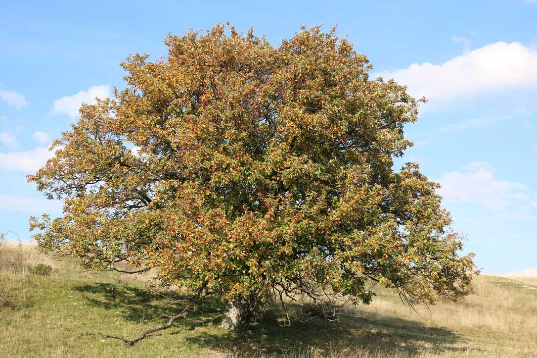 Baum des Jahres 2024 - Arbus Baumkalender Baum des Jahres 2024 - Arbus Baumkalender