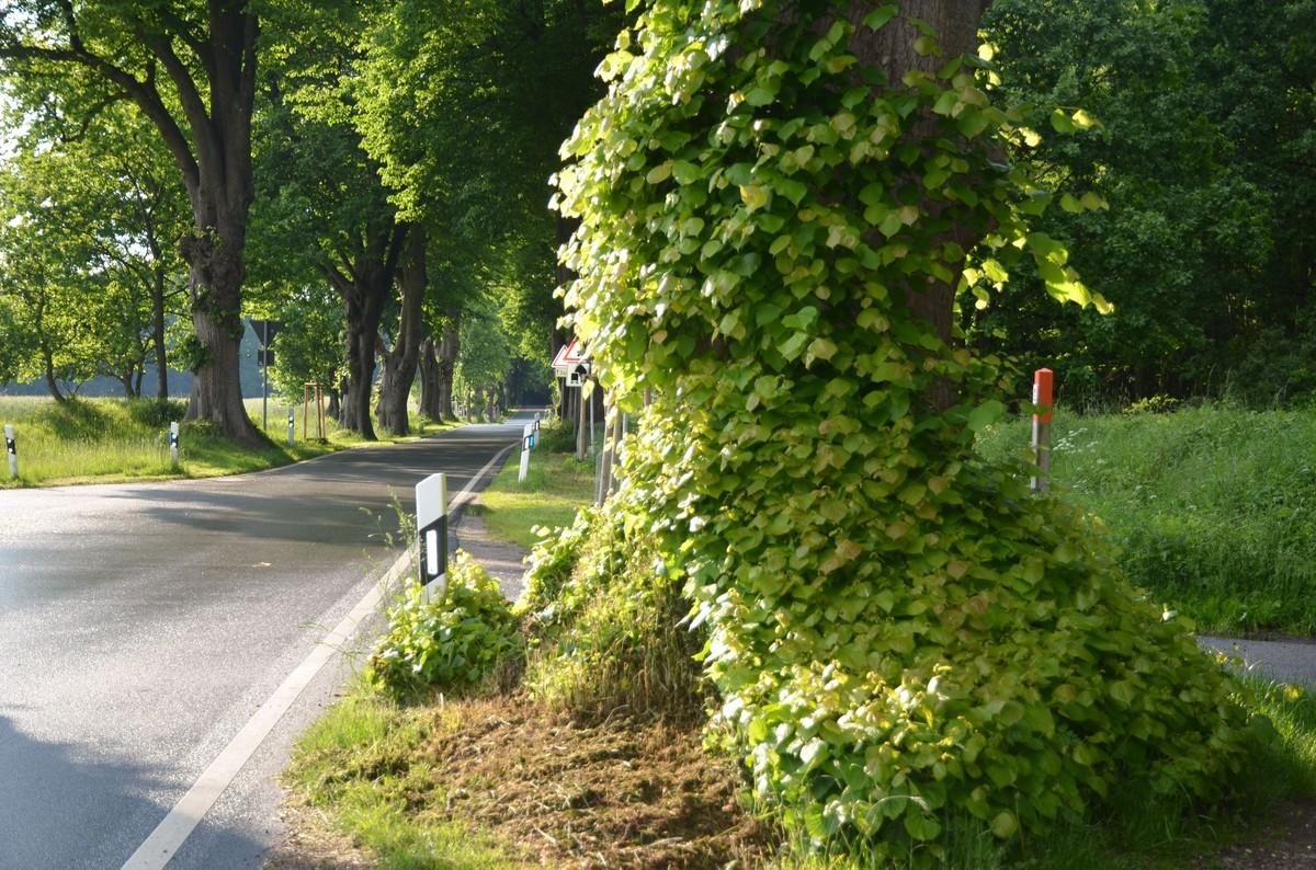 Allee bei Gut Emkendorf | Foto: BH Allee bei Gut Emkendorf | Foto: BH