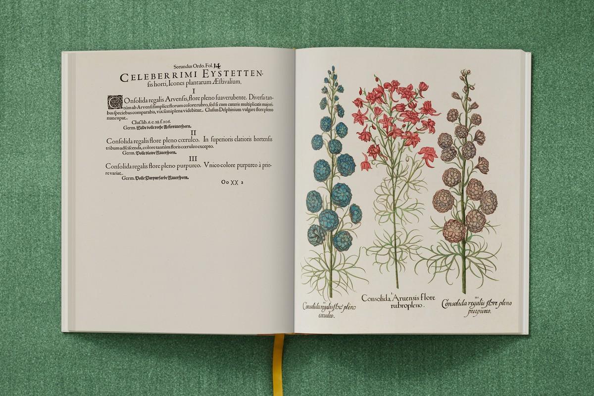 Gefüllter, rosa blühender Feldrittersporn, Gefüllter, tiefblauer Gartenrittersporn, Gefüllter, purpurfarbener Gartenrittersporn | Foto: TASCHEN / Bibliothek des Bischöflichen Seminars Eichstätt/Universitätsbibliothek