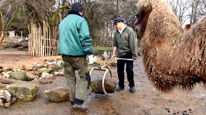 Verlegung von Findlingen lässt Kamele und Yak staunen Verlegung von Findlingen lässt Kamele und Yak staunen