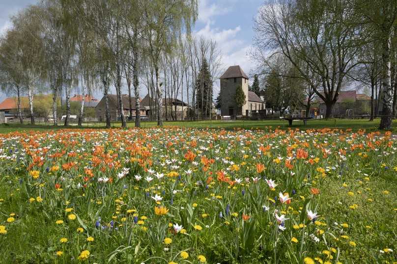 Gras ist ein idealer Hintergrund für Blumen. | Foto: Verver Export Gras ist ein idealer Hintergrund für Blumen. | Foto: Verver Export