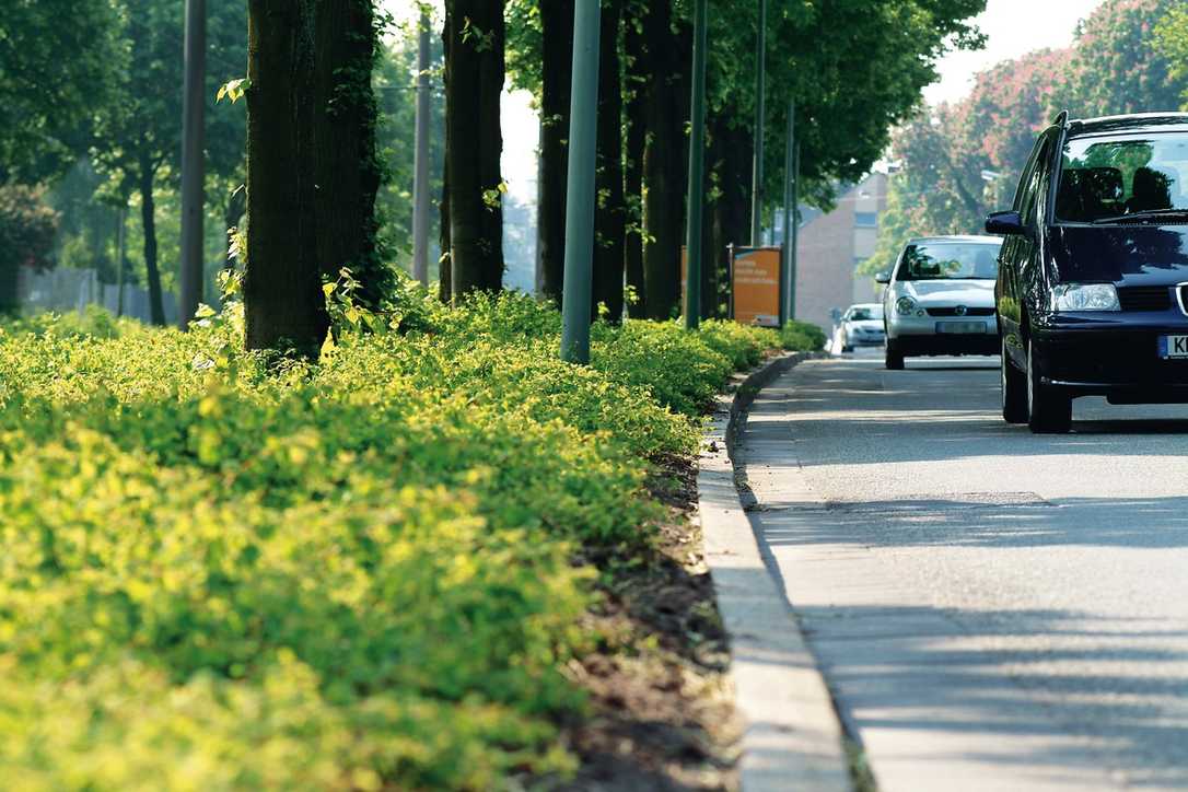 Gesunde Bäume für das Klima in der Stadt Gesunde Bäume für das Klima in der Stadt