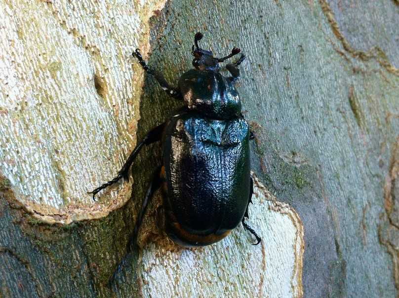 Der Juchtenkäfer findet auf der Platane einen wertvollen Lebensraum. | Foto: Universität Hohenheim Der Juchtenkäfer findet auf der Platane einen wertvollen Lebensraum. | Foto: Universität Hohenheim