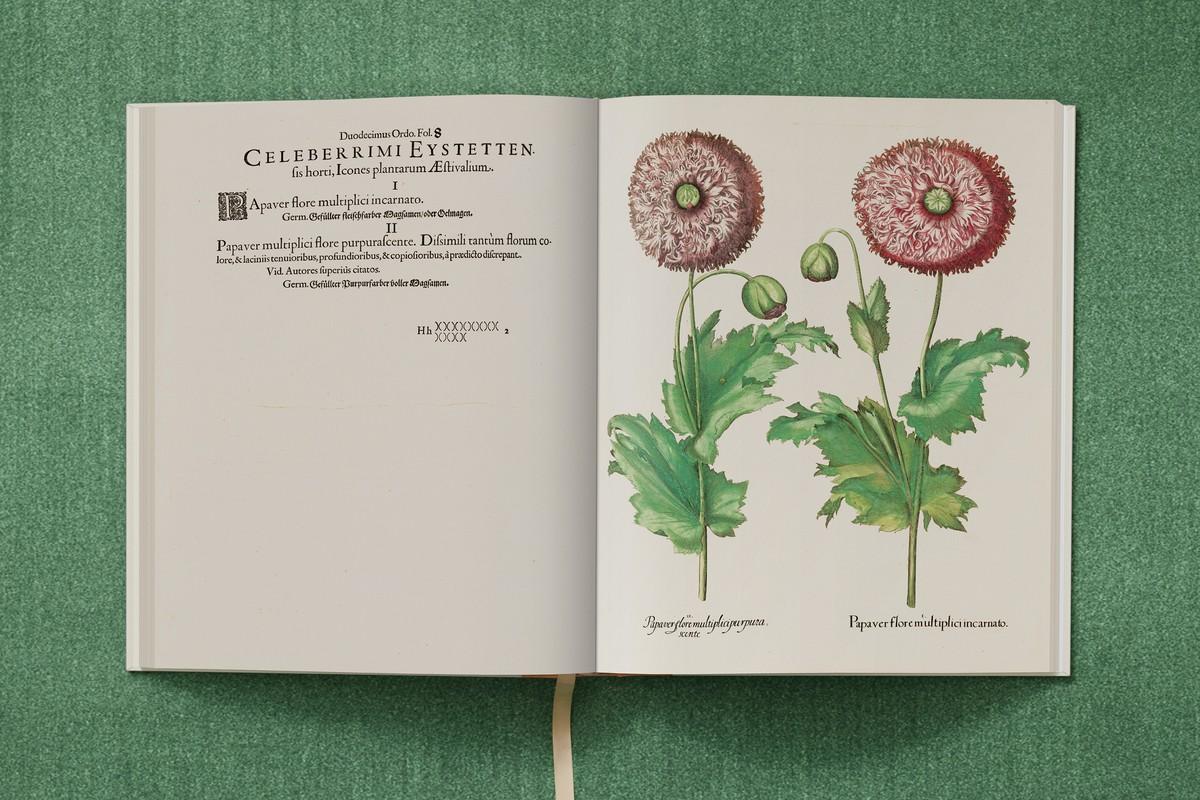 Schlafmohn mit gefüllten Blüten und gezähnten Blütenblättern | Foto: TASCHEN / Bibliothek des Bischöflichen Seminars Eichstätt/Universitätsbibliothek
