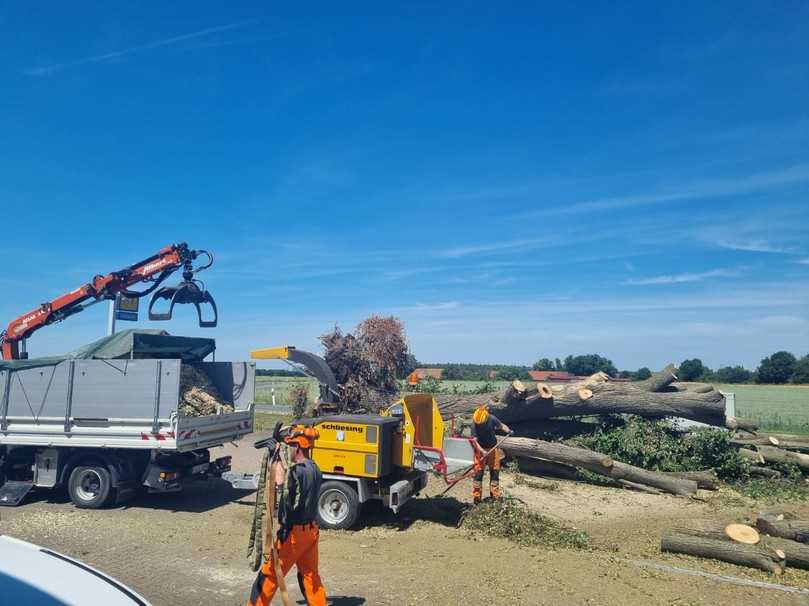 Aufarbeitung einer Linde, die durch einen Sturm entwurzelt wurde. | Foto: Stadt Stein Aufarbeitung einer Linde, die durch einen Sturm entwurzelt wurde. | Foto: Stadt Stein