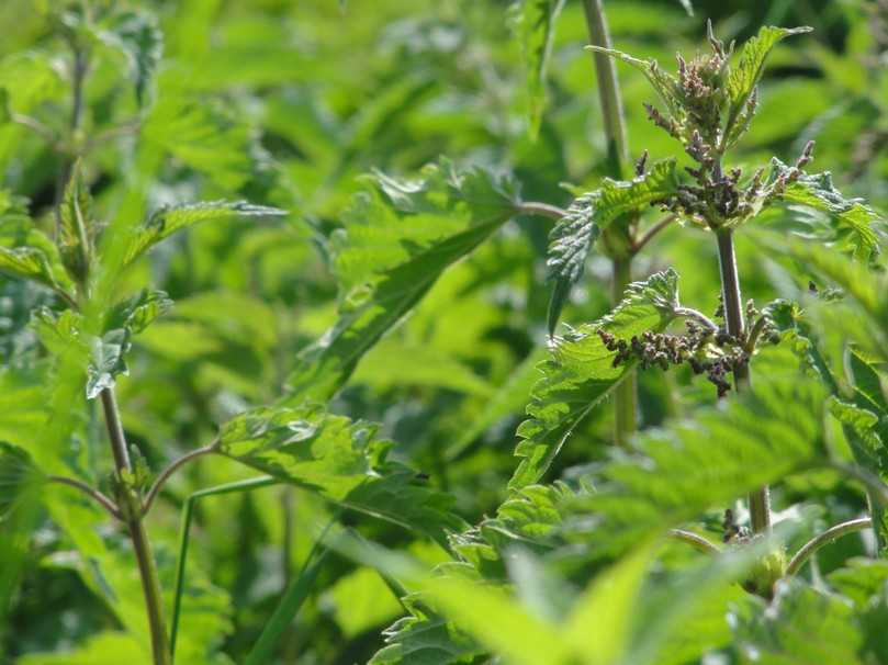 Ist bei Schmetterlingen begehrt: die Große Brennnessel (Urtica dioica). | Foto: Stiftung für Mensch und Umwelt/Cornelis Hemmer Ist bei Schmetterlingen begehrt: die Große Brennnessel (Urtica dioica). | Foto: Stiftung für Mensch und Umwelt/Cornelis Hemmer