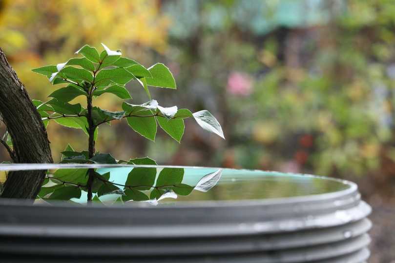 Wasser sammeln zahlt sich aus: Sobald es die Witterung im Spätwinter und Frühjahr zulässt, schnell die Regentonnen aufstellen. | Foto: AdobeStock Wasser sammeln zahlt sich aus: Sobald es die Witterung im Spätwinter und Frühjahr zulässt, schnell die Regentonnen aufstellen. | Foto: AdobeStock