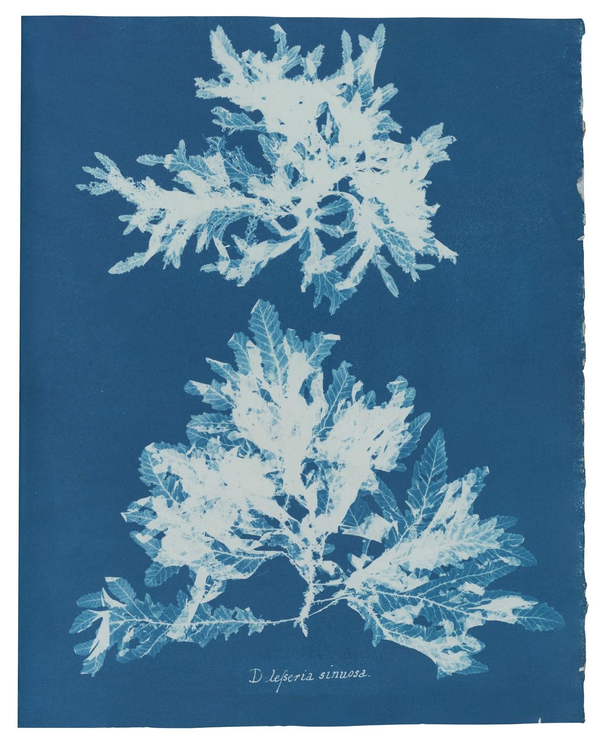 Die unnachahmlichen Cyanotypie-Fotogramme von Algen und Farnen, die Atkins anfertigte, bilden die ersten Bücher mit Fotografien. | Foto: TASCHEN / New York Public Library